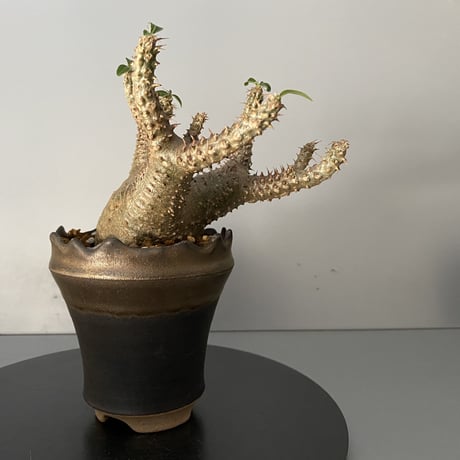 発根済 チビ マカイエンセ 魔界玉 現地株 BG-123 × S.N.Pot - crown - 3号鉢 ［作家  "根本峻吾"］