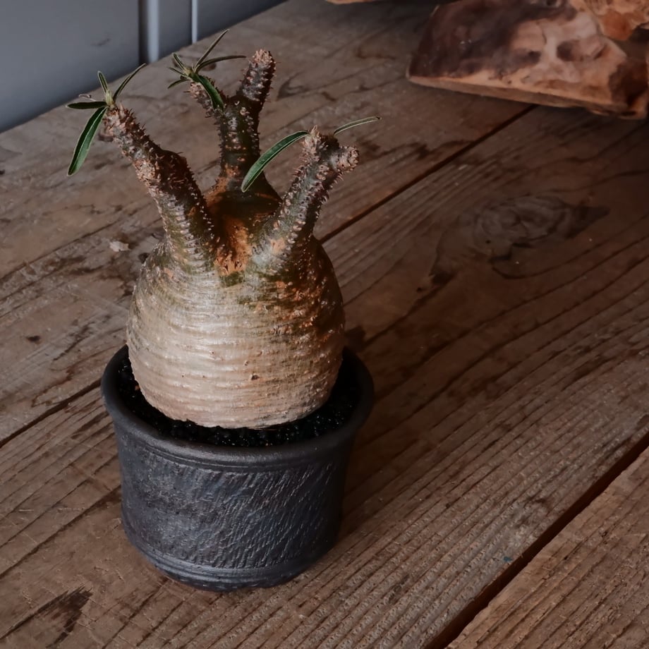 65d44d8063cfc301eebed6c6