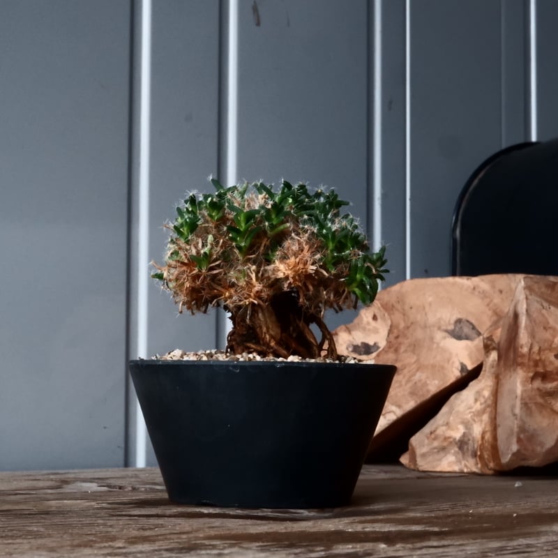 異星の神殿玉座 ミザールとアルコルを見よう（2024年4月） | 国立天文台(NAOJ)