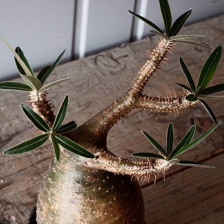 グラキリス φ8.5cm - 象牙宮-［No.44］× 根本峻吾 作 S.N POT type.round「 爪牙 -堕天白- 」3号鉢 笠間焼