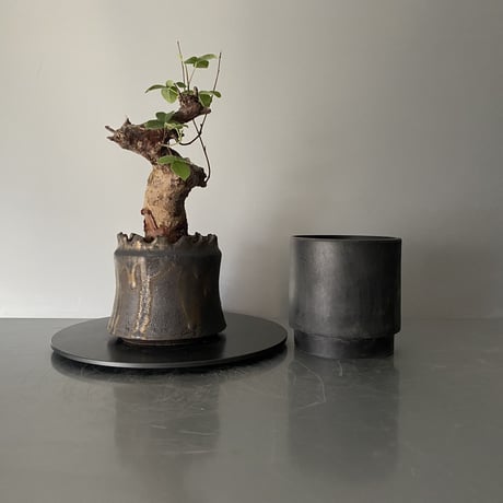 コミフォラ オルビクラリス 発根済 BCO-02 × S.N.Pot "土管" - crown - 3号鉢［作家  "根本峻吾"］