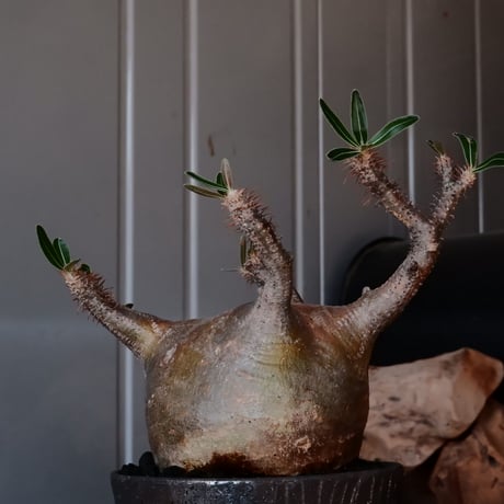 グラキリス φ10cm - 象牙宮 - ［No.12］  ×   沼野秀章 作「 black wrap 」3号 植木鉢 笠間焼