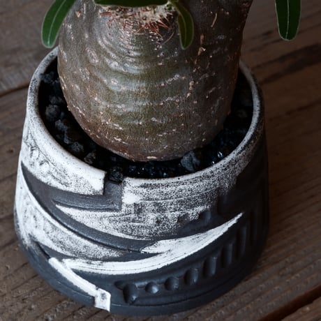 グラキリス φ8cm - 象牙宮- ［No.04］× 根本峻吾 作 S.N POT type.cylinder「 雷電 - 月蝕 - 」3.5号鉢 笠間焼