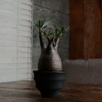 グラキリス - 象牙宮 -［No.20］  × 沖誠 作「 Narrow Border 」 ラウンド型 3号 植木鉢 笠間焼