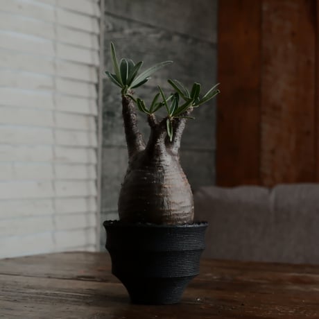 グラキリス - 象牙宮 -［No.20］  × 沖誠 作「 Narrow Border 」 ラウンド型 3号 植木鉢 笠間焼