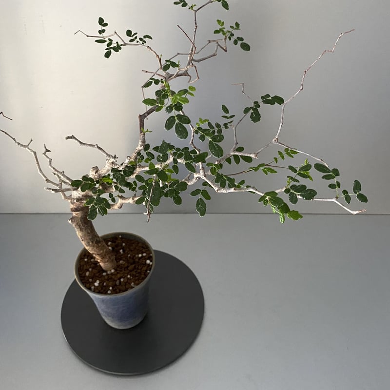 モンストローサ 発根済 【公式通販】