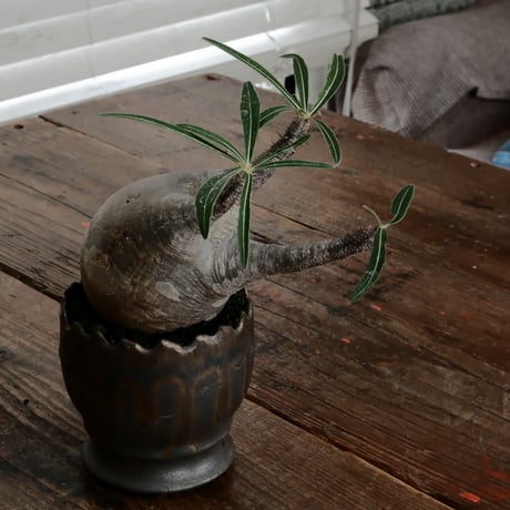 グラキリス φ8cm - 象牙宮 - ［No.61］  ×   根本峻吾 作 S.N POT type.round「 黒焔 - kokuen - 」3号 植木鉢 笠間焼