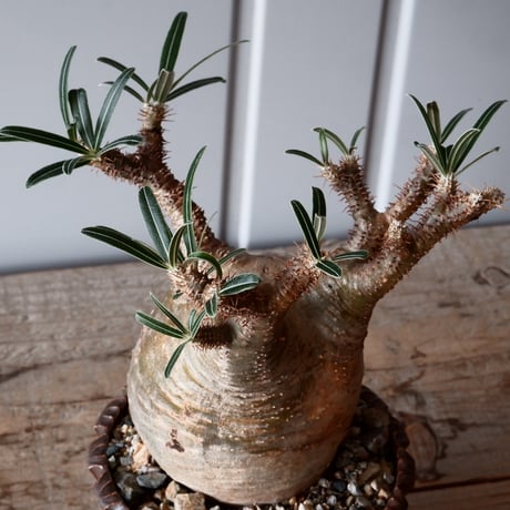 グラキリス φ9.5cm - 象牙宮-［No.34］×  中野明彦 作品【 KIRIKO / brown  / 4号 】笠間焼 植木鉢