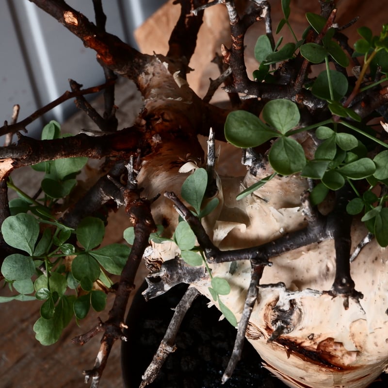 コミフォラ カタフ ピュア 輸入株［No.34］ ×磯部祐介 作「 鎧