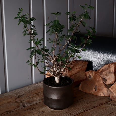 センナ メリディオナリス 輸入株［No.37］  × 松野 然 作 「ZEN」4.5号 植木鉢