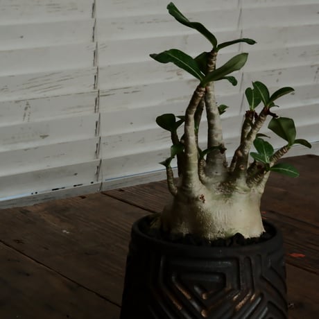 《低重心》アデニウム アラビカム " ドワーフ " φ9cm［No.8］  ×  根本峻吾 作 S.N POT type.normal「 鐡 - kurogane - 」 4号  笠間焼
