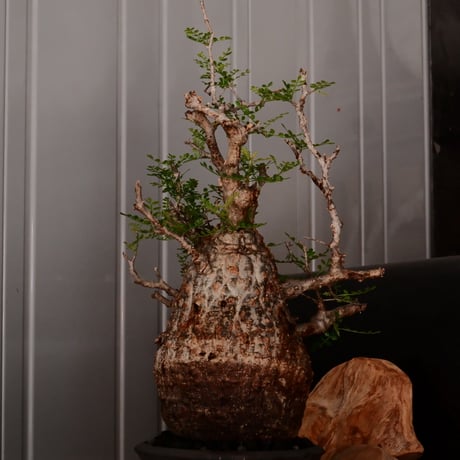 オペルクリカリア パキプス φ13cm［No.25］  × 磯部祐介 作品【 瓦 - kawara - "金剛"  】 5号 植木鉢 笠間焼