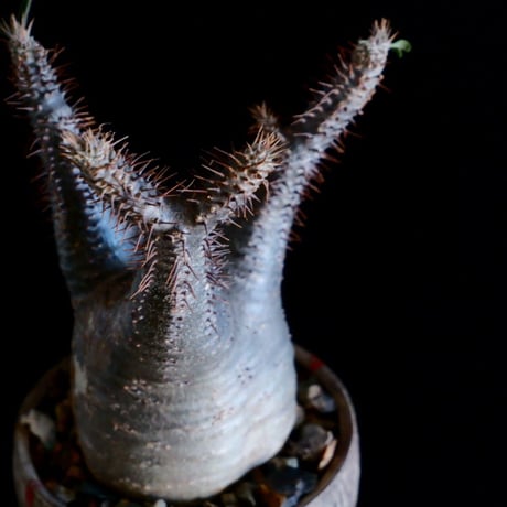 発根済 グラキリス 16  ×  " 刻ム音 - 白 -  "［ 作家 : 沼野秀章 ］笠間焼 植木鉢