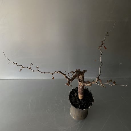 発根済 コミフォラ モンストローサ SN-17 × S.N.Pot "長鉢 " - crown - 4号鉢 ［作家  "根本峻吾"］