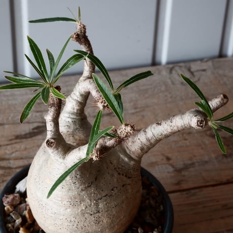 グラキリス φ8.5cm - 象牙宮-［No.56］× 森田昌求 作【 CLAW - BORDER - 】4号 植木鉢 笠間焼