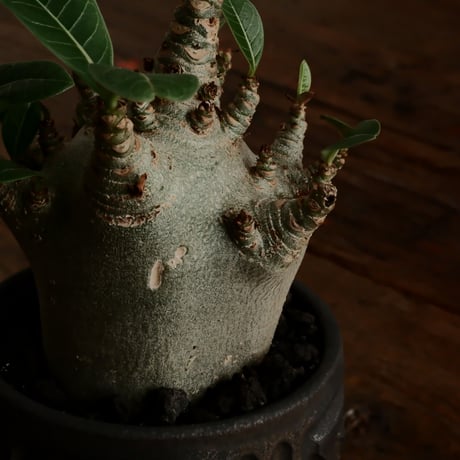 《珍獣》アデニウム アラビカム " スーパードワーフ " φ6cm［No.5］  ×  根本峻吾 作 S.N POT type.normal「 鐡 - kurogane - 」 3号  笠間焼