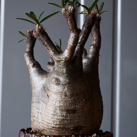 グラキリス φ8cm - 象牙宮-［No.10］×  中野明彦 作品【 KIRIKO / dark brown  / 3号 】笠間焼 植木鉢