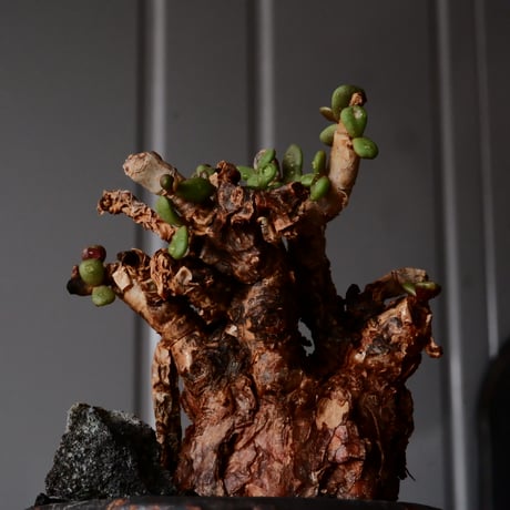 ケラリア ピグマエア［No.73］  × 磯部祐介 作品【 円 - 闇堕ち - 】2.5号 植木鉢 笠間焼