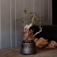 オペルクリカリア パキプス φ 11cm［No.38］  ×   根本峻吾 作 S.N POT type.cylinder「 黒焔 」 4号 植木鉢