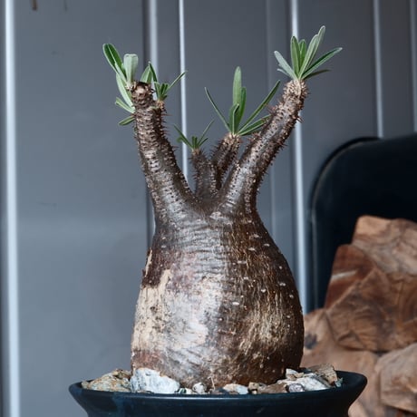グラキリス φ8.5cm - 象牙宮-［No.25］× 森田昌求 作【 CLAW - L - 】4号 植木鉢 笠間焼