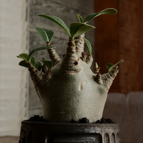 《珍獣》アデニウム アラビカム " スーパードワーフ " φ6cm［No.5］  ×  根本峻吾 作 S.N POT type.normal「 鐡 - kurogane - 」 3号  笠間焼