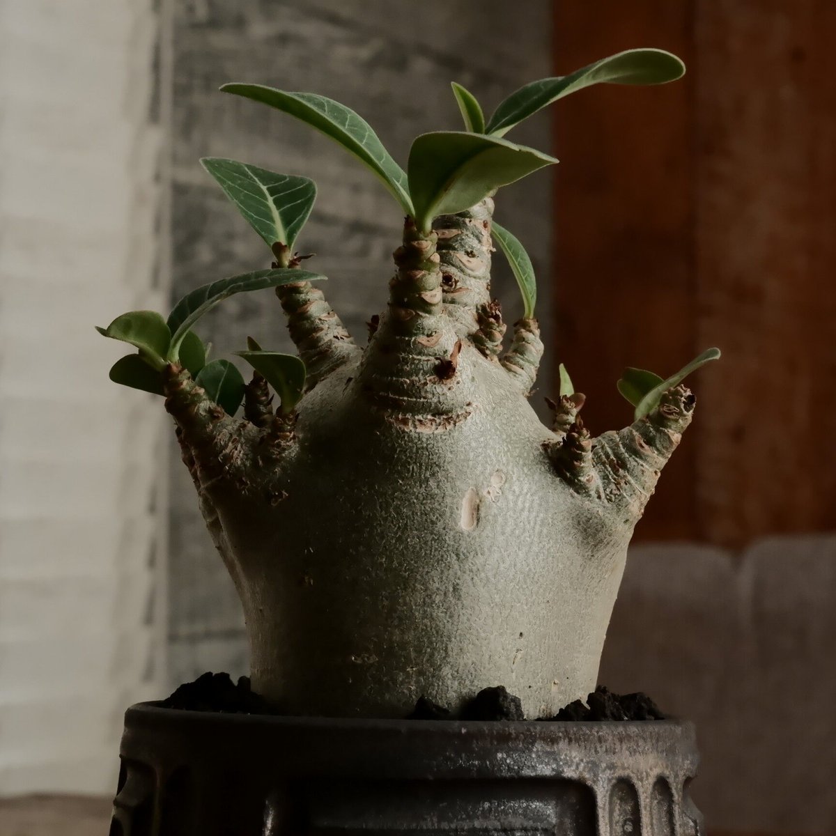 かいかい【激レア/ドワーフ 】アデニウムアラビカム スーパーレッドC10 かいかい様 専用【激レア/ドワーフ 】アデニウムアラビカム