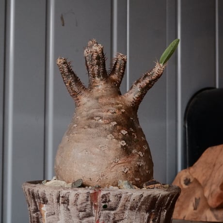 グラキリス φ8.5cm - 象牙宮 -［No.69］  ×   沼野秀章 作「 刻ム音 」3.5号 植木鉢 笠間焼