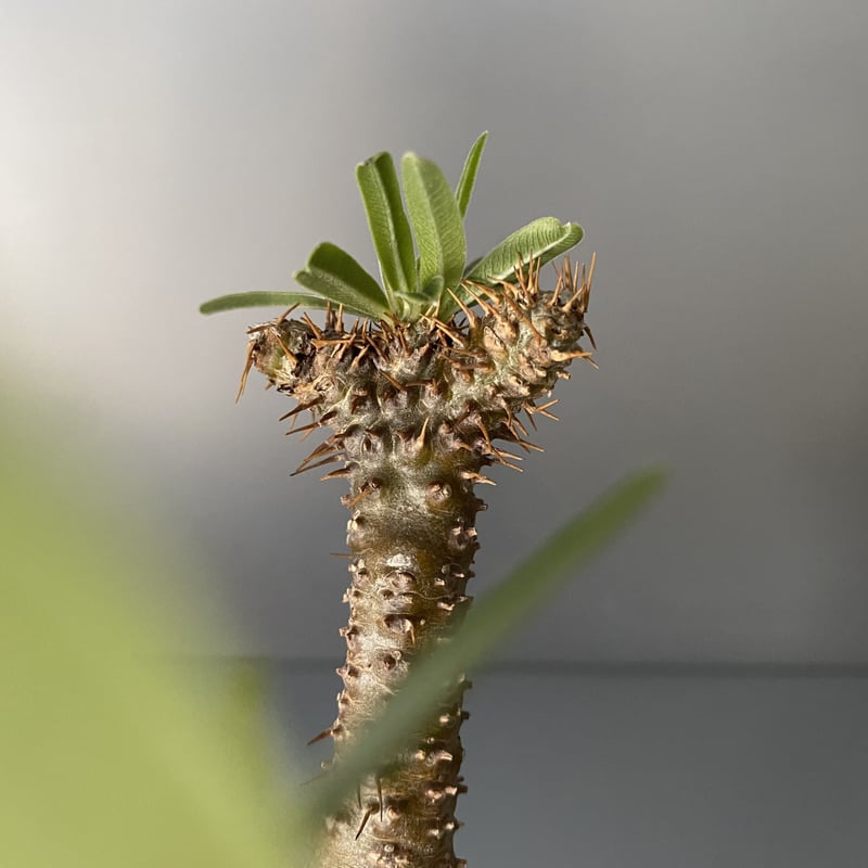 綴化 セッカ 】発根済 グラキリス 現地株 BG-129 × S.N.Pot 綴化 セッカ 】発根済 グラキリス 現地株 BG-129 × S.N.Pot