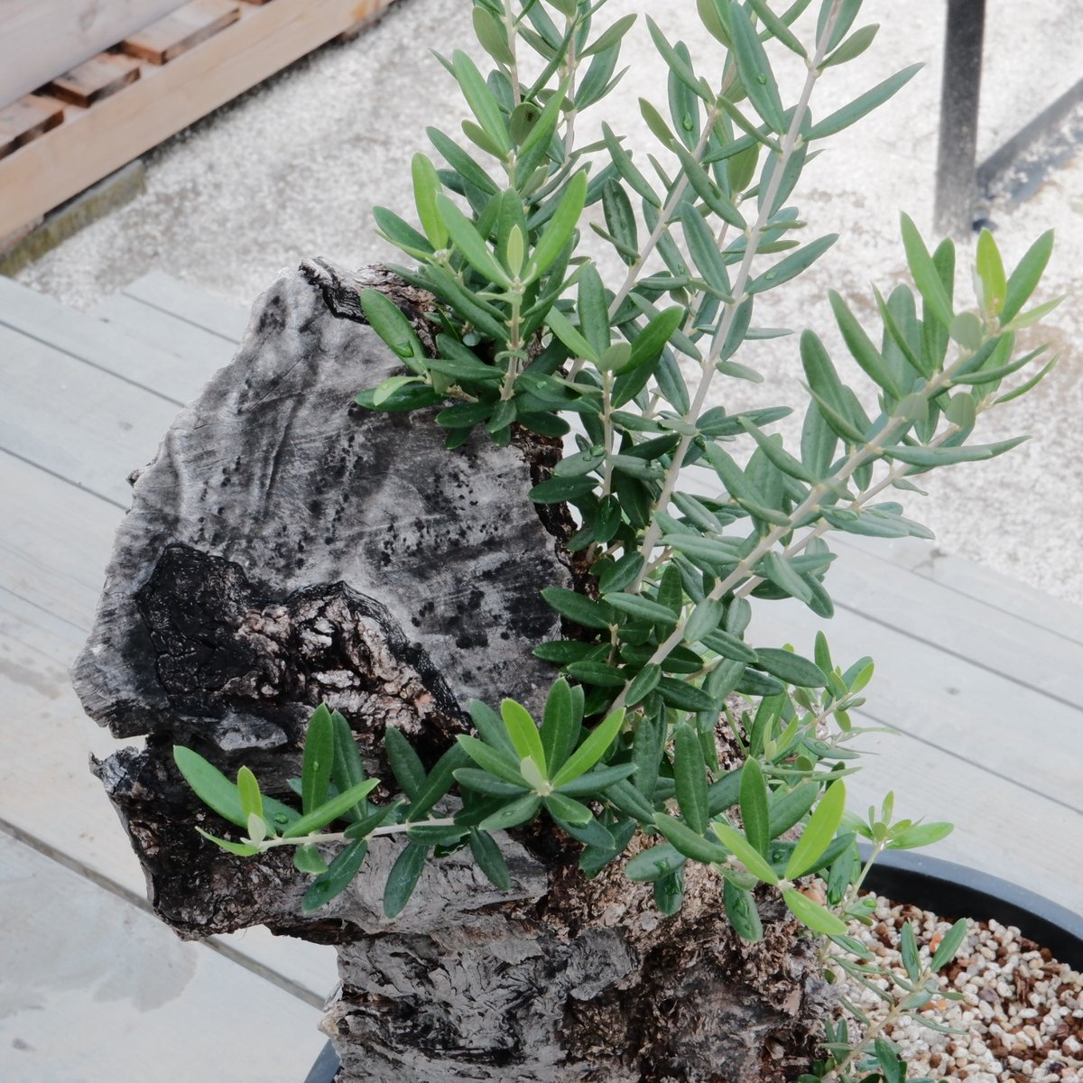 ★☺︎⭐︎☺︎★...& BUHI　オリーブの木　古木　螺旋　10号 Old Olive 古木オリーブ［No.03］× 10号浅鉢(φ30cm) | Botanic