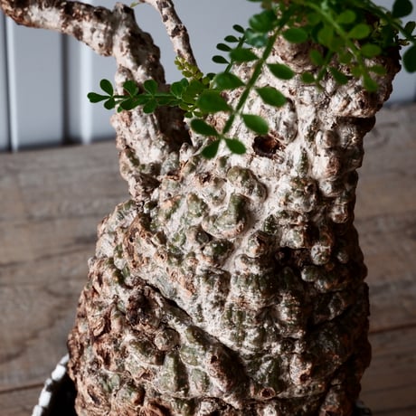 オペルクリカリア パキプス φ 11cm［No.05］  × 根本峻吾 作 S.N POT type.cylinder「 月光ノ爪牙」4.5号 植木鉢 笠間焼