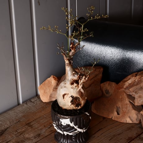 キフォステンマ ベティフォルメ ナローリーフ ソマリア産 輸入株［No.29］  × 根本峻吾 作品【 S.N POT type.slim「 鐡 / 堕天 ver.  」4号 】笠間焼 植木鉢