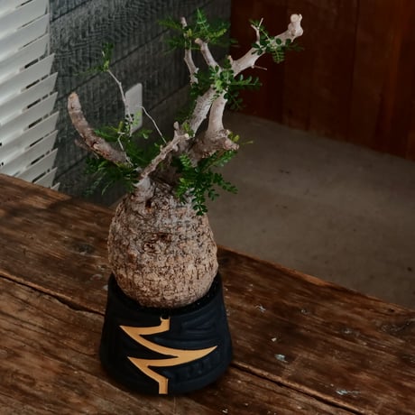 オペルクリカリア パキプス φ12cm［No.14］  ×   根本峻吾 作 S.N POT type.cylinder「 雷電 」limited color - Ocher - 4号 植木鉢