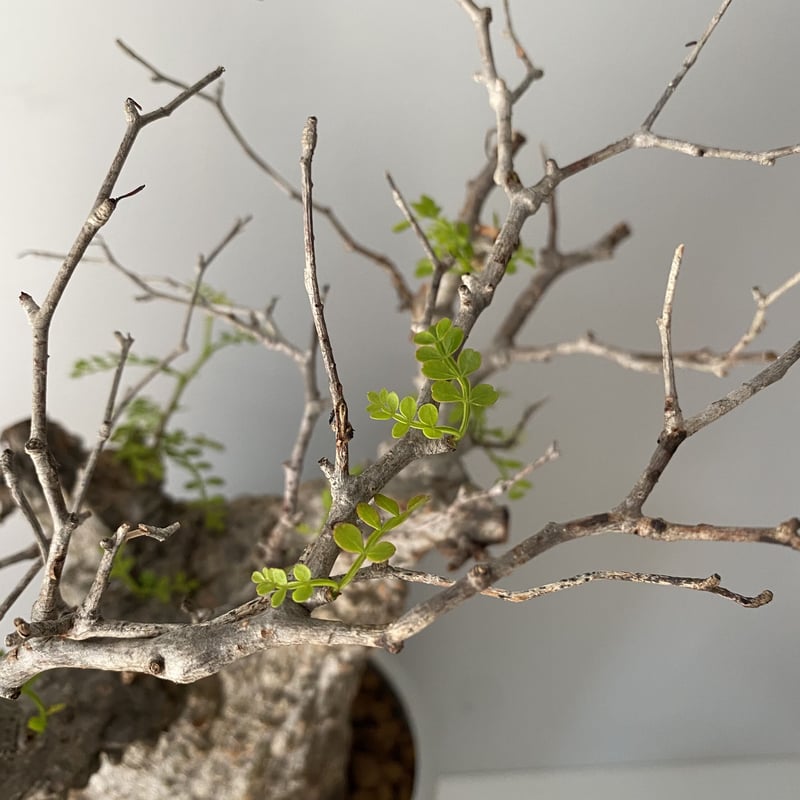 発根済 オペルクリカリア パキプス P05 | Botanical Holic