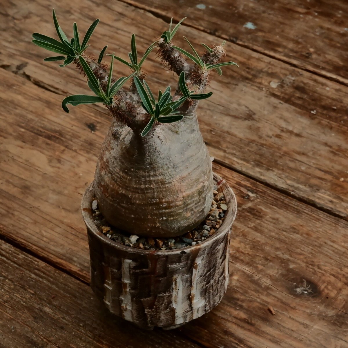 グラキリス S - 象牙宮 -［No.197］ × 沼野秀章 作「 刻ム音 」3.5号