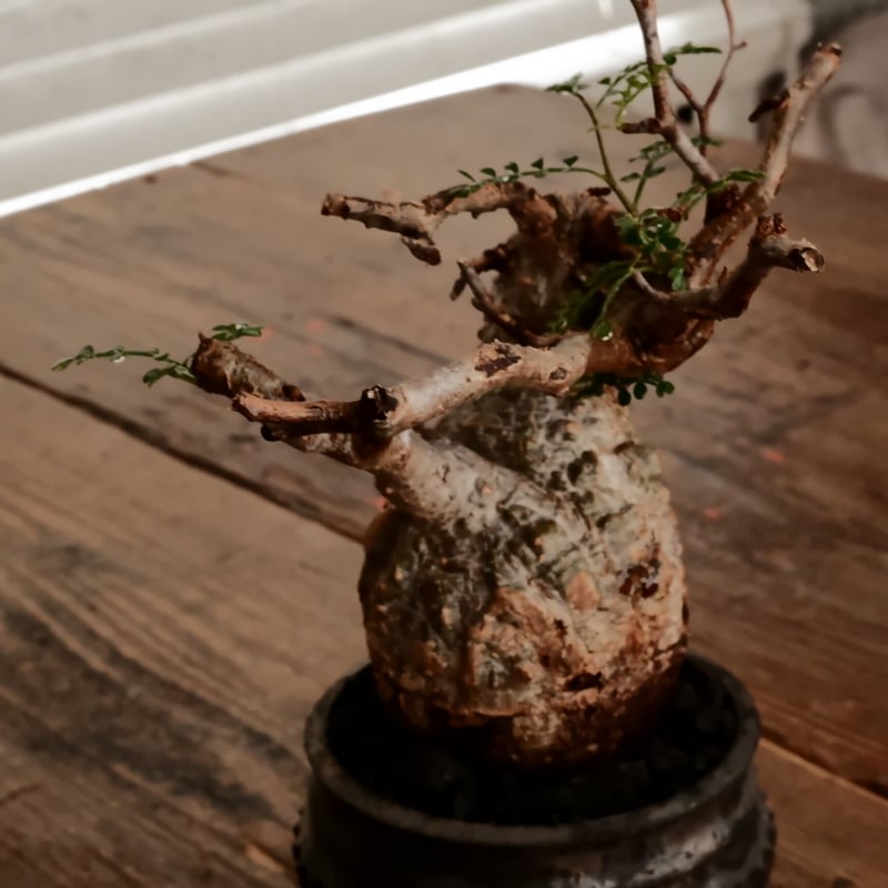 オペルクリカリア パキプス φ7.5cm［No.9］ × 小野瀬一 作品 3号 植木鉢