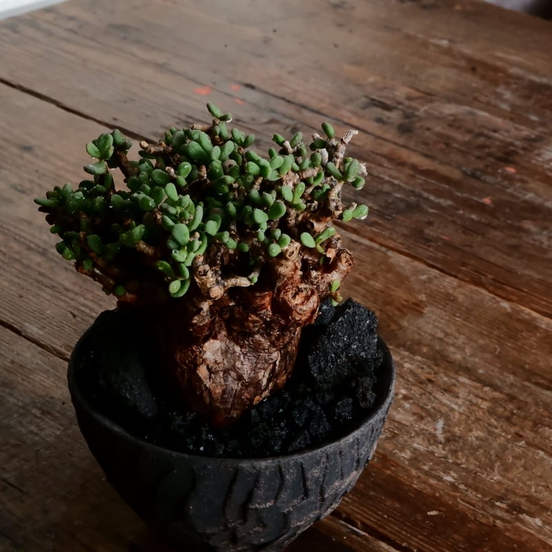 ケラリア ピグマエア 発根済［No.15］ × 沼野秀章 作「 black wrap 」