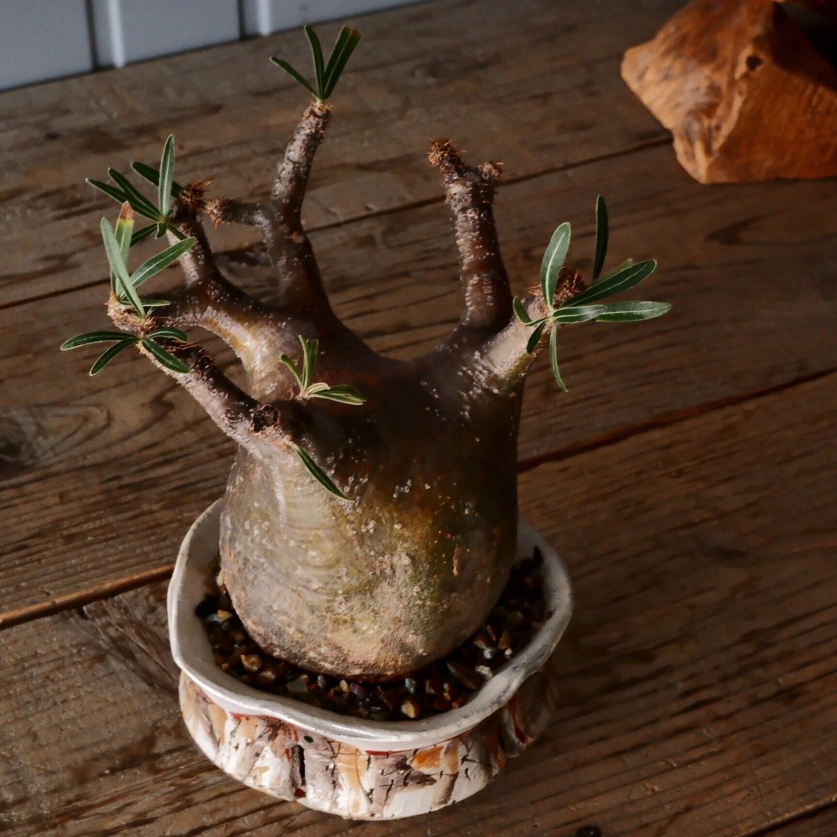 グラキリス S - 象牙宮 -［No.212］ × 沼野秀章 作「 刻ム音 」3.5号