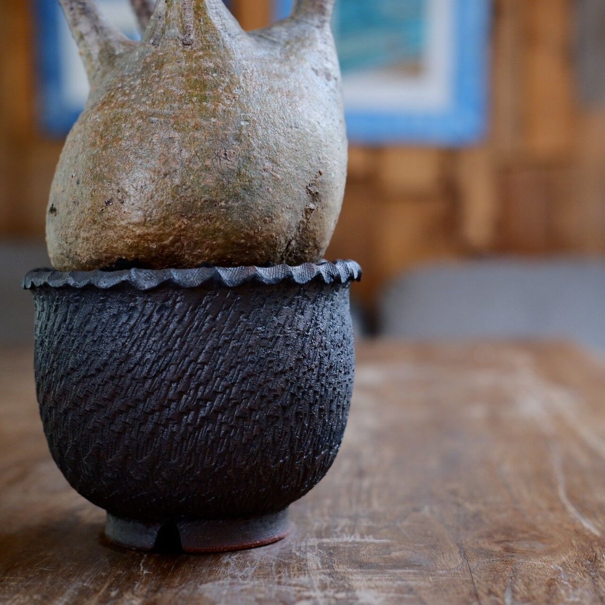 発根済 中ぶり 良型 グラキリス - 象牙宮 - size M ［No.22］ × 與那