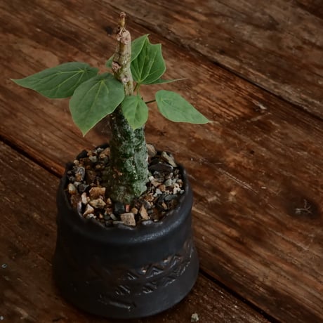 アデニア クリスタルグリーン［No.56］  ×   根本峻吾 作 S.N POT type.cylinder「 刻印  - kokuin -」3号 植木鉢 笠間焼