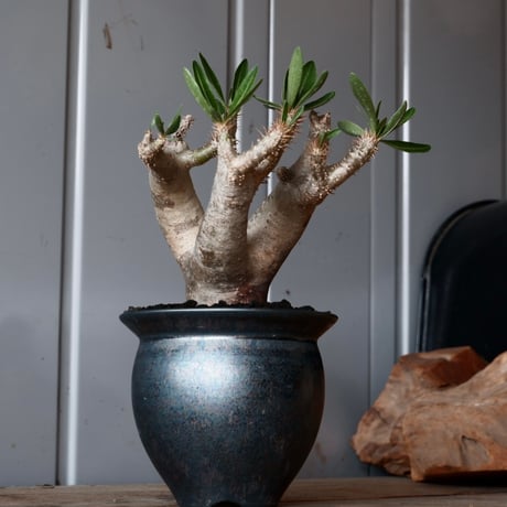 パキポディウム ブレビカリックス 輸入株［No.21］  × 坂本新 作【 LUSTER - black opal - 】 3.5号 笠間焼 植木鉢