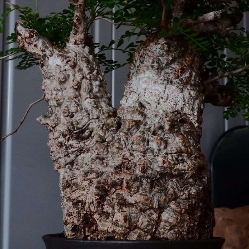 オペルクリカリア パキプス φ 12cm［No.26］ × 杉山悠 作 φ12cm 植木鉢