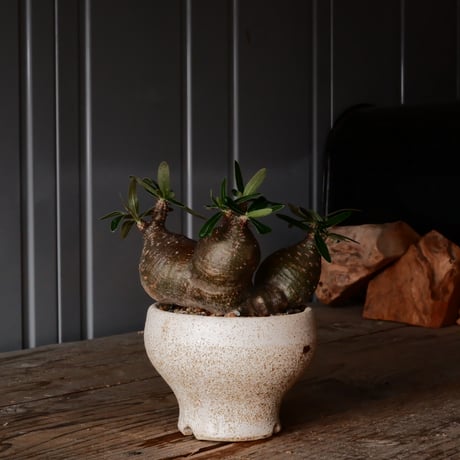 STORES コーデックスの検索結果