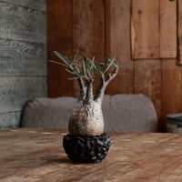 発根済 グラキリス - 象牙宮 - size S ［No.202］  ×  松野然 作 「ZEN」2.5号 植木鉢
