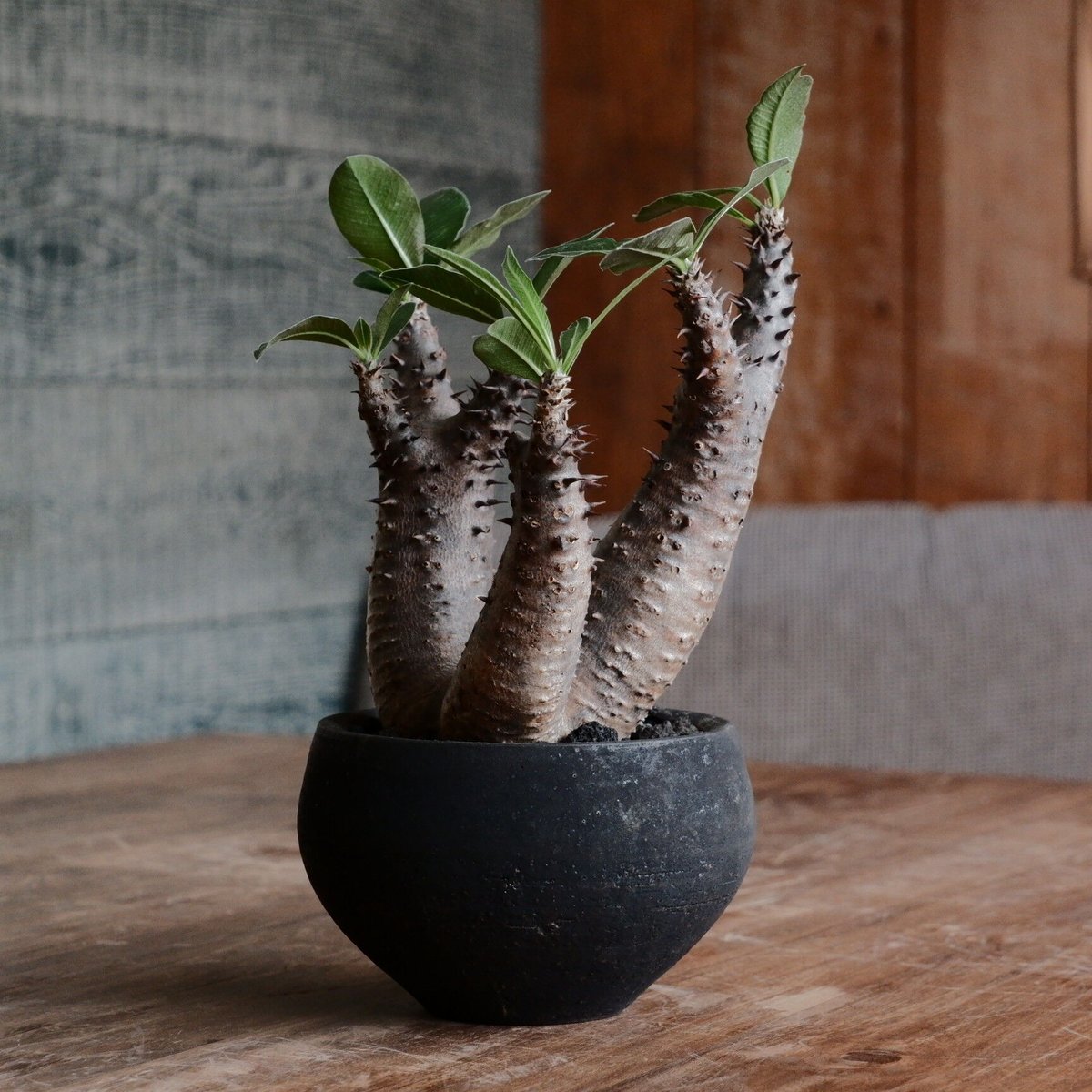 マカイエンセ - 魔界玉 - size M［No.107］ × 沼野秀章 作 「blac