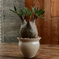 グラキリス M - 象牙宮 -［No.203］  ×   坂本新 作「 LUSTER OVERGLAZE - white pearl -  」3.5号 植木鉢 笠間焼