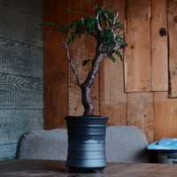 コミフォラ モンストローサ［No.33］  ×  磯部祐介 作「 瓦 - kawara -  闇堕ち tall ver.」4号 植木鉢 笠間焼