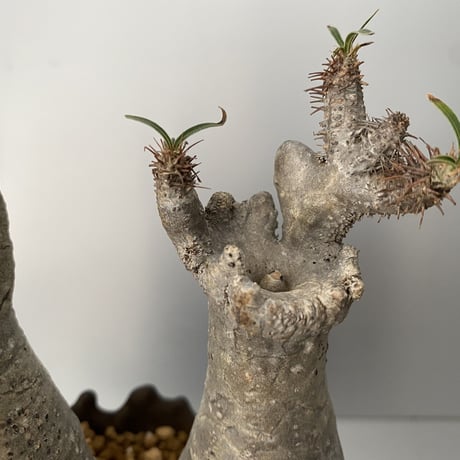 綴化 セッカ ダブルヘッド グラキリス 発根済 BG-200 × S.N.Pot "丸"- crown - 4号鉢 ［作家  "根本峻吾"］