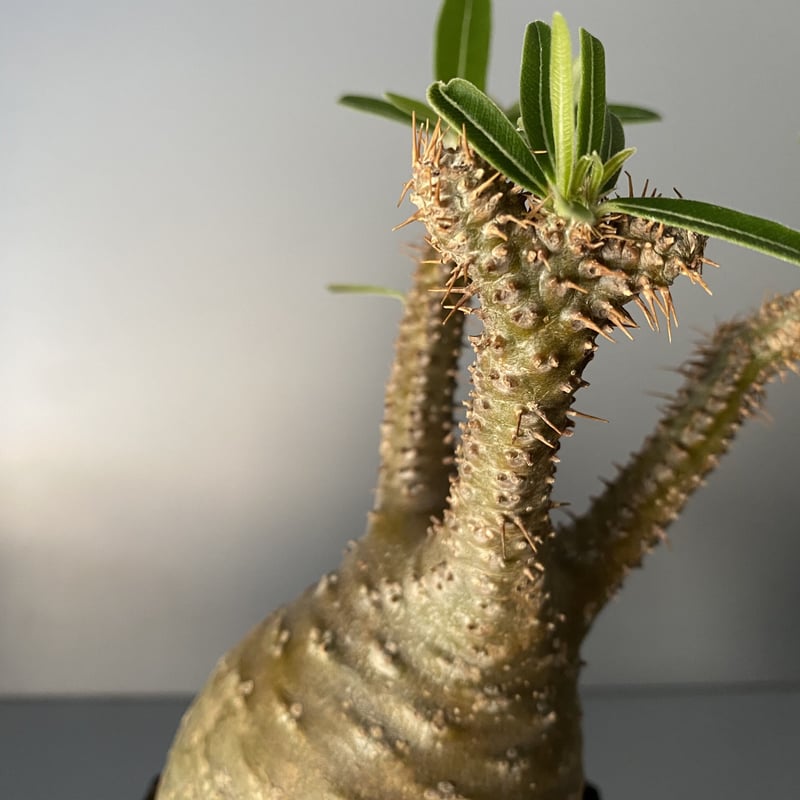 綴化 セッカ 】発根済 グラキリス 現地株 BG-129 × S.N.Pot 綴化 セッカ 】発根済 グラキリス 現地株 BG-129 × S.N.Pot