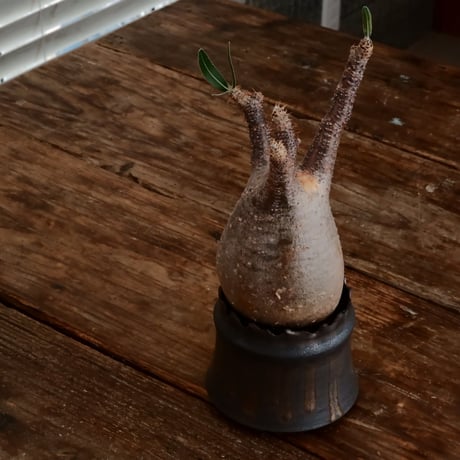 グラキリス - 象牙宮- ［No.167］  ×   根本峻吾 作 S.N POT type.cylinder「 黒焔 - kokuen - 」3号 植木鉢 笠間焼