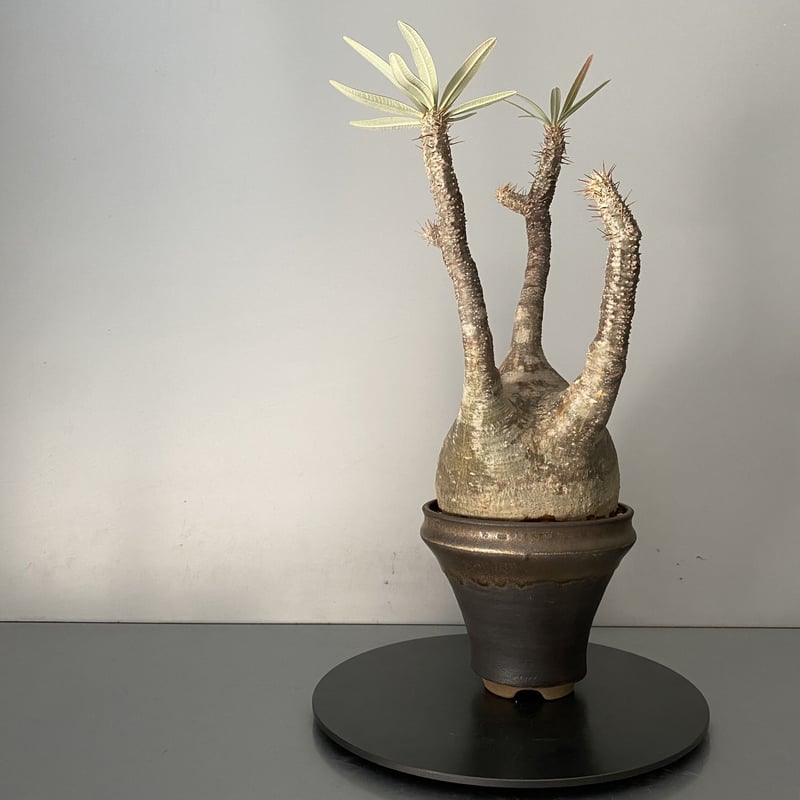 【発根済】パキポディウム　グラキリス　大株　現地株　早い者勝ち パキポディウム グラキリス 現地球 発根済み 低重心 大株 特大株